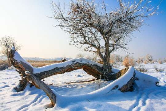 甘家湖自然保护区雪地胡杨