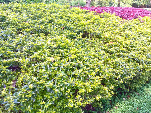 绿色植物