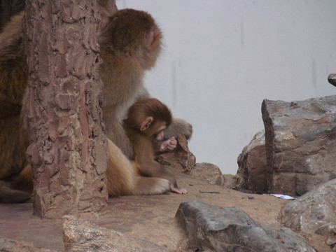猴山 动物园 徐州 猴子 石头