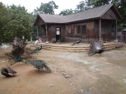 徐州 动物园 公园 孔雀开屏