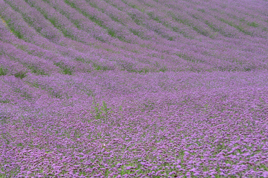 紫色花海 柳叶马鞭草花田