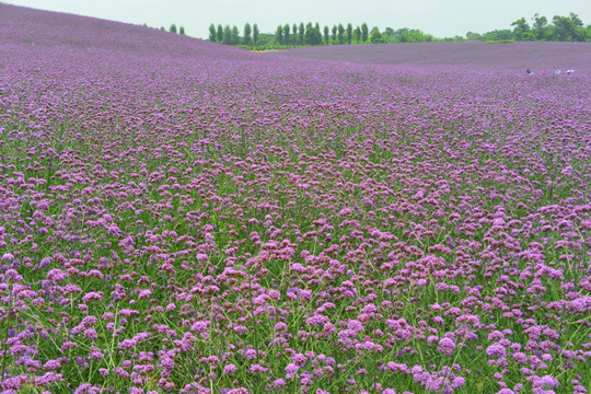 田园田野 紫色花海