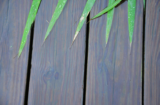 木板植物墙