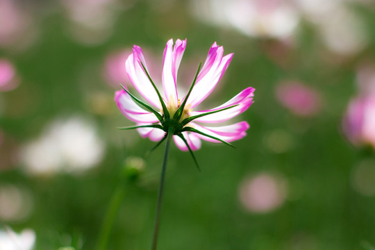 格桑花