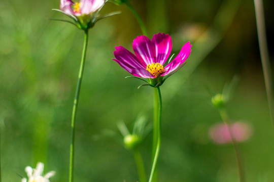 格桑花