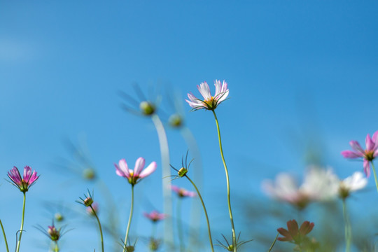 格桑花