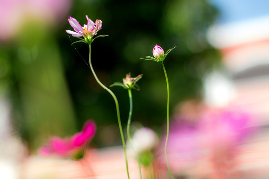 格桑花