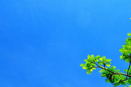 蔚蓝色的天空 绿色植物 晴空