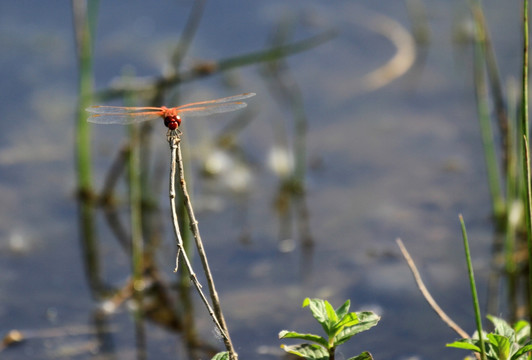 枝头上的红蜻蜓