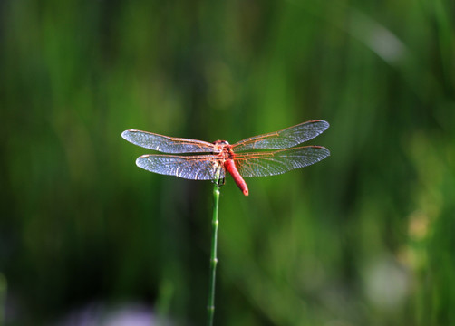 草枝上的红蜻蜓
