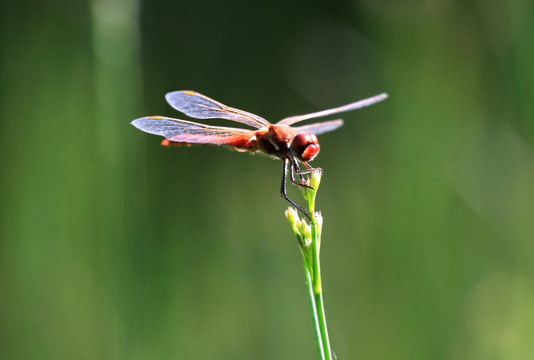 草枝上的红蜻蜓