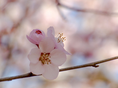 桃花盛开