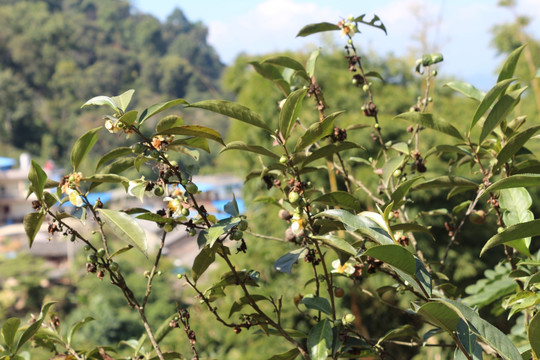 麻黑古树茶