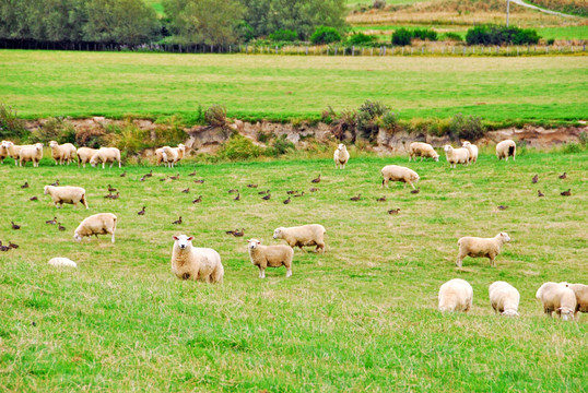 草原牛羊