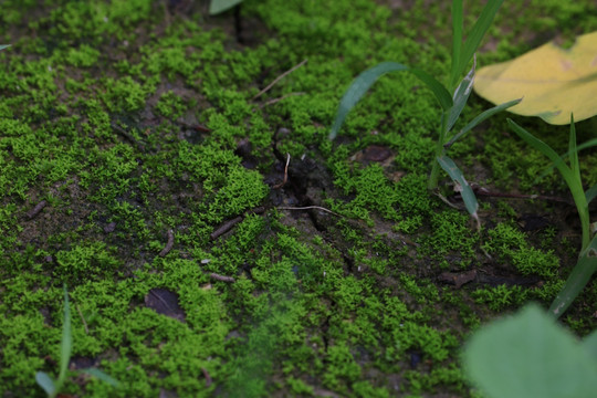 青苔和小草