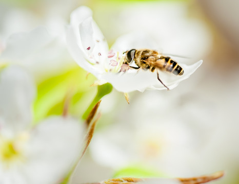 蜜蜂 百花