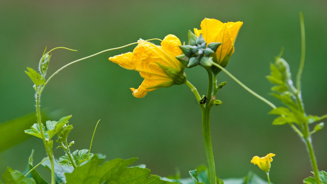 丝瓜花