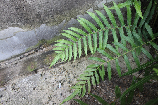凤尾蕨