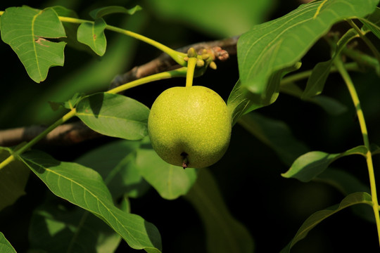 青核桃