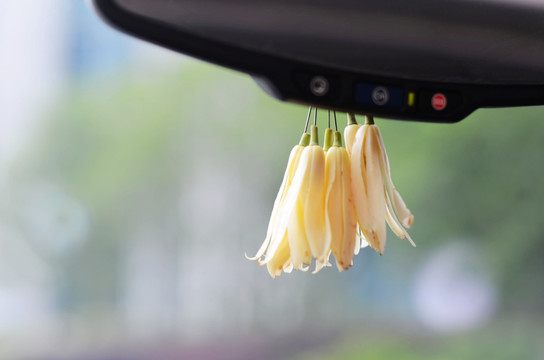 挂在车里的玉兰花