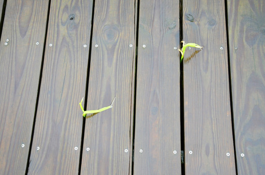 实木地板上的绿芽