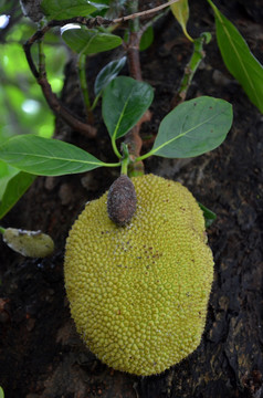 菠萝蜜