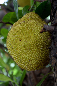 菠萝蜜