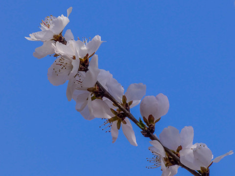 一枝桃花