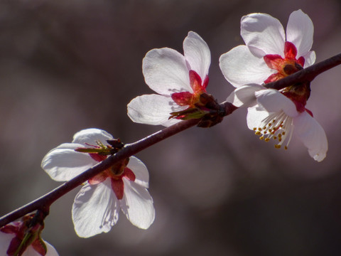 一枝桃花