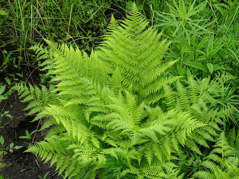 山野菜