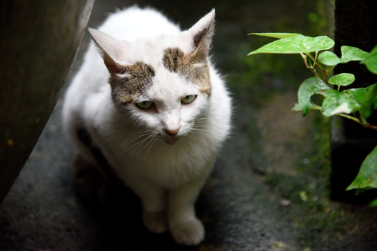 水缸边的猫咪