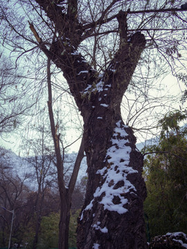 雪后枯树