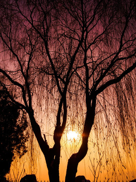 夕阳树木剪影