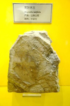 中新世宽叶木兰化石