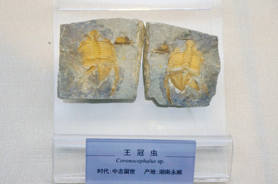 王冠虫化石