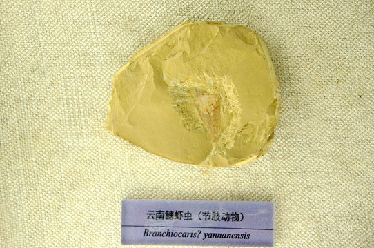 云南鳃虾虫化石