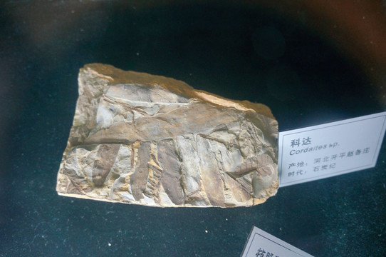 科达化石