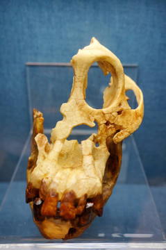 西瓦猿头骨化石