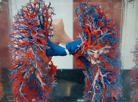肺部结构图