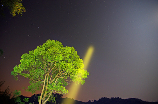 一棵树 有噪点