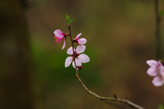 桃花