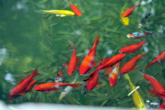 红鱼  金鱼  鱼池