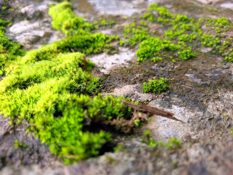 石壁苔藓