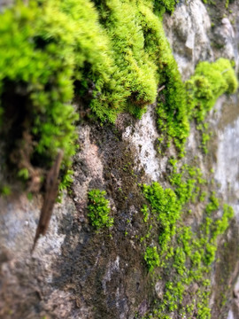 苔藓石墙绿色植被