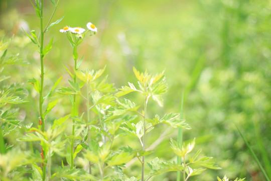 艾草 蕲艾