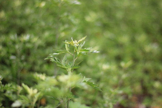 艾草 蕲艾