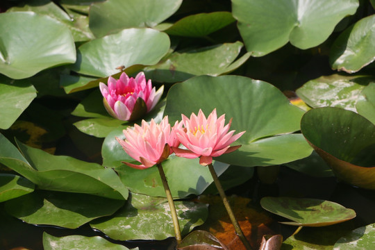 荷花