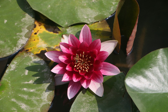 荷花