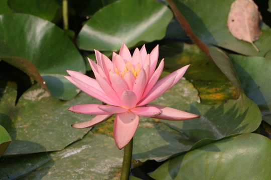 荷花