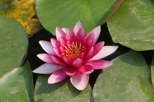 荷花